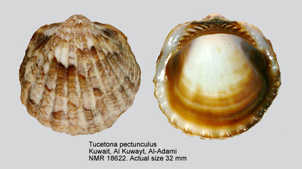 Tucetona pectunculus (2).jpg - Tucetona pectunculus(Linnaeus,1758)